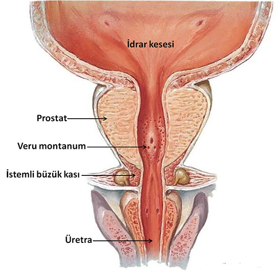 drar Yolu Kanseri